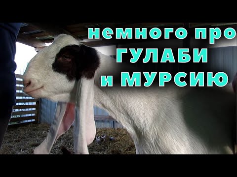 Видео: В двух словах про содержание Гулаби, факты про Мурсию и Альпийцев