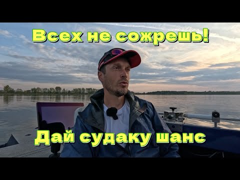 Видео: Дай судаку шанс.