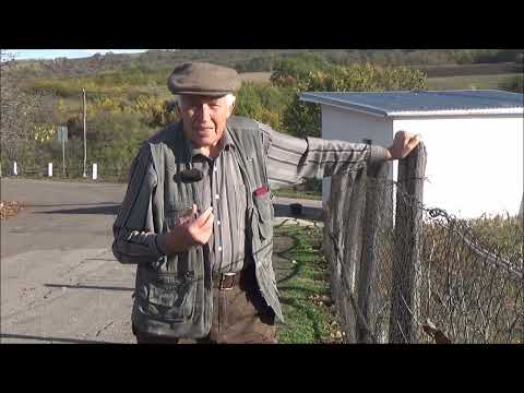 Видео: Второй урожай горчицы в междурядьях фундучно-орехового сада.  Октябрь 2025