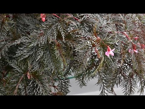 Видео: распаковка растений || бегонии и не только || новые растения для флорариума и ванной комнаты