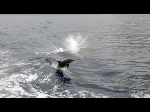 Видео: Испания, остров Тенерифе, Канарские острова