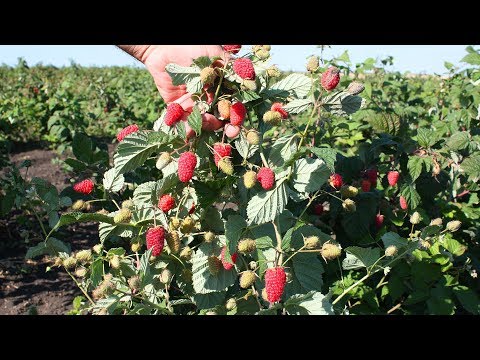 Видео: Лучшие сорта ремонтантной малины  Сорт Похвалинка  Советы по выращиванию
