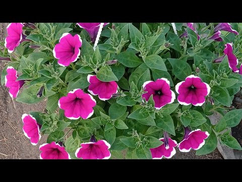 Видео: НАЧАЛО ЦВЕТЕНИЯ.ОБЗОР АМПЕЛЬНЫХ ПЕТУНИЙ.