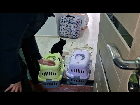 Видео: Новоселье. Приехали на базар