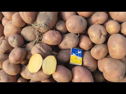 Видео: Перспективні сорти картоплі. Який врожай?