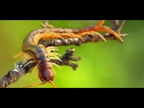 Видео: Альбом с марками насекомые