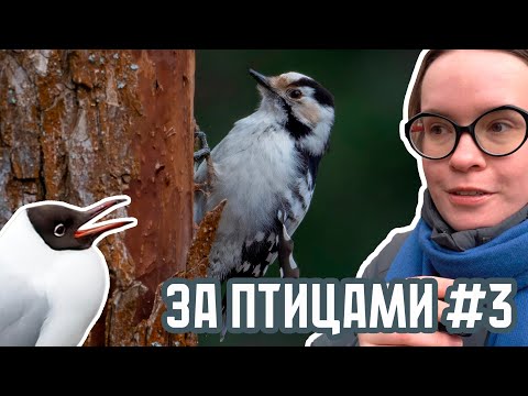 Видео: За птицами #3: малый и большой пёстрый дятлы, белки, рябинники, озёрка с кольцом