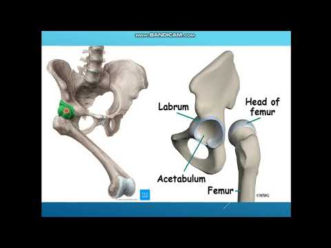 Видео: Ұршық буыны. Жамбас - сан буыны. Аяқ буындары