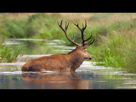 Видео: Какие животные обитают на водоёмах? | Все как у людей