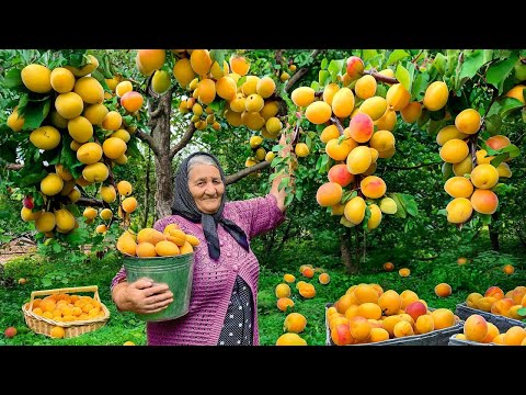 Видео: Соберите Много Абрикосов и Приготовьте Варенье и Торт в Далекой Деревне!