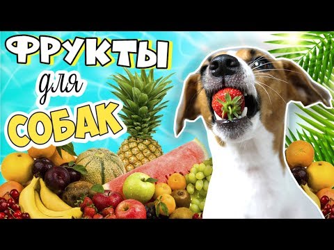 Видео: Фрукты могут быть опасны! Какие фрукты и ягоды можно собакам? 🍓