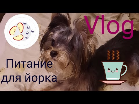 Видео: Питание для йорка. Натуралка для собак.