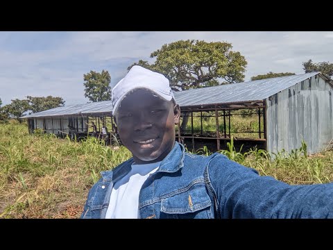 Видео: САМЫЙ ДЛИННЫЙ курятник. Лучшее от Дауди Алаба