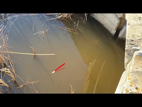 Видео: РЫБАЛКА НЕ ДЛЯ СЛАБОНЕРВНЫХ...10 СМ ВОДЫ, ПОПЛАВОК УШЁЛ! Лес РВЁТ удочки. Рыбалка на карася 2024