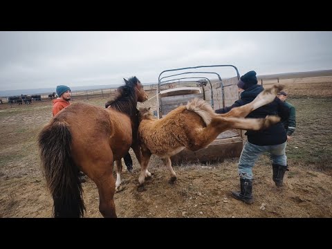 Видео: ЖЫЛҚЫЛАР ҰСТАЛЫНДЫ