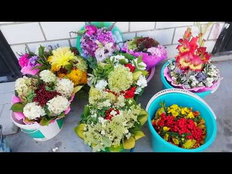 Видео: Букеты для 1 сентября. Мучнистая роса на кабачках, как лечить?