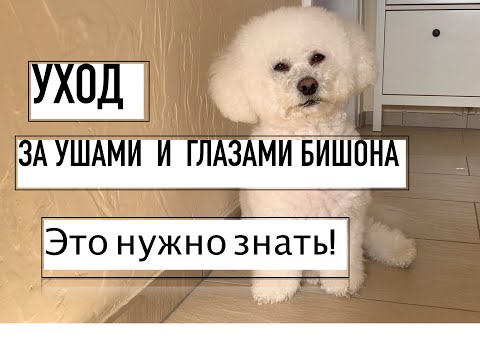 Видео: КАК СПРАВИТЬСЯ С КОРИЧНЕВЫМИ ПЯТНАМИ ВОКРУГ ГЛАЗ , УХОД ЗА БИШОНОМ ,ЩЕТКИ ДЛЯ ШЕРСТИ