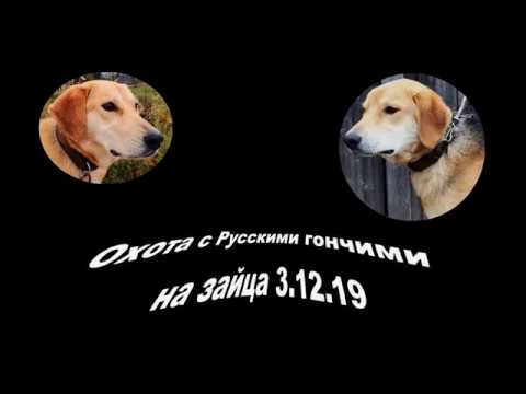 Видео: Охота на зайца с Русскими гончими 3 12 19