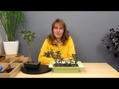 Видео: Бонсай из крассулы вариант 1 (ч.3).