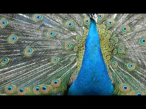 Видео: Проблемы в содержании павлинов