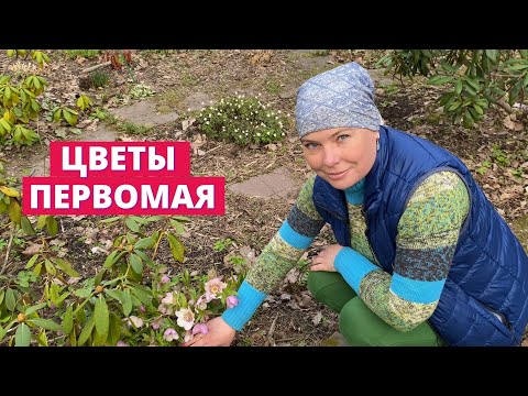 Видео: Весенние цветы майских праздников