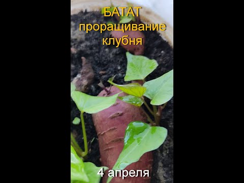 Видео: БАТАТ -месяц проращивания клубней, Часть 2 стадия развития |RUSSIAN SWEET POTATOE