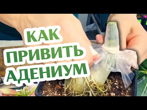 Видео: Как Прививать Адениум...