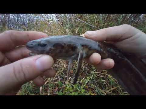 Видео: Рыбалка в конце октября/проверка донок на налима(часть-2)мой первый налим в этом сезоне😀👍