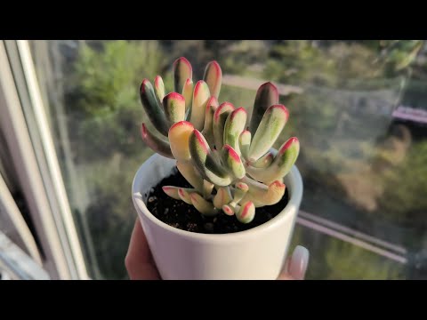 Видео: Всё о суккулентах...(новинки, пересадка старичков...)🙋🌹💚