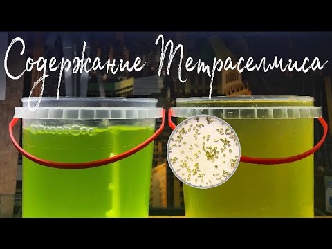 Видео: Содержание тетраселмиса (что нужно знать)