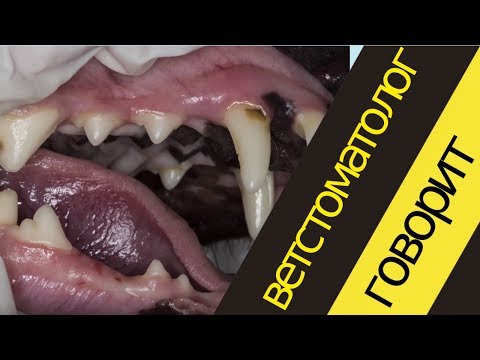 Видео: Введение в ветеринарную #стоматологию от Ивана Макарова. [#YouTube_ветеринарные_курсы)