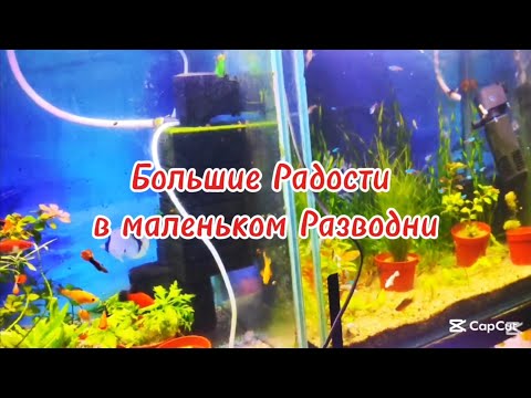 Видео: Большие Радости в маленьком Разводни. Обзор Разводни 13.11.2025