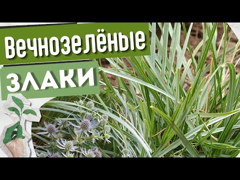 Видео: Сборник вечнозелёных декоративных трав для сада. Обзор сортов и вид злаков в композициях в цветнике.