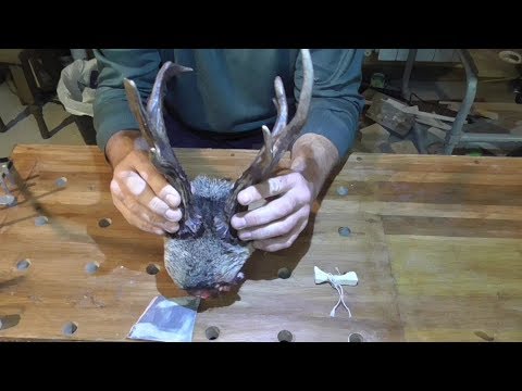 Видео: Медальон из рогов косули Ч1