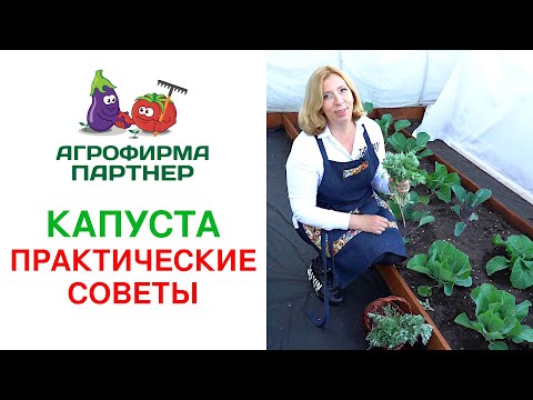 Видео: КАПУСТА. ПРАКТИЧЕСКИЕ СОВЕТЫ.