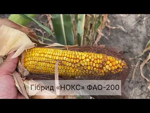 Видео: Демонстраційні ділянки гібридів кукурудзи ТОВ "Рост Агро" 2023
