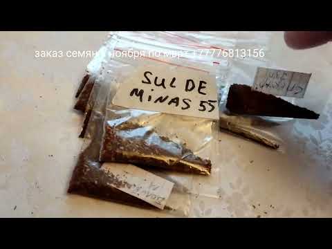 Видео: Сорта на сезон 2025