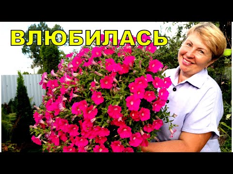 Видео: Эта #Петуния покорила моё сердце в этом году. Не ожидала такой куст от неё. Буду выращивать!