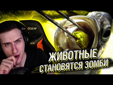 Видео: Hellyeahplay смотрит: Вот Как Животные Превращаются в Зомби