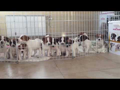 Видео: Щенки Джек Рассел Терьера продажа