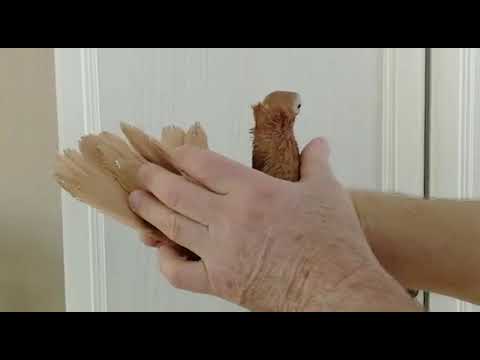 Видео: Тульская охота Евгения Скоркина.