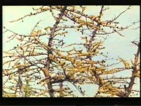 Видео: Шаман
