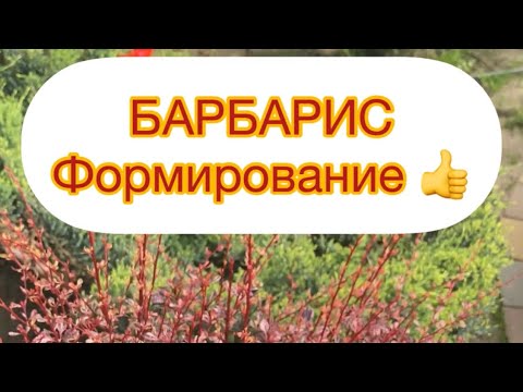 Видео: БАРБАРИС -СТРИЖКА, ФОРМИРОВАНИЕ