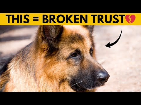 Видео: 14 вещей, которые немецкие овчарки НЕНАВИДЯТ (№1 может вас удивить)