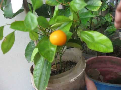 Видео: РАЗМНОЖЕНИЕ ЦИТРОНА ПАМЕЛО ВОЗДУШНОЙ ОТВОДКОЙ