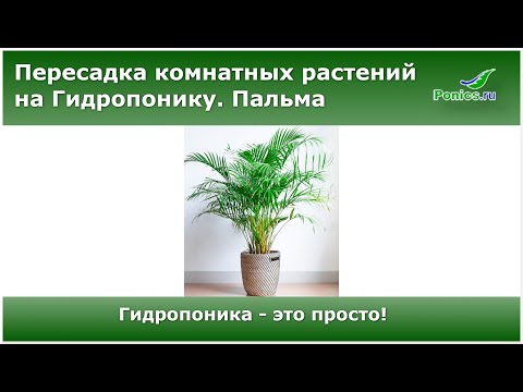 Видео: 🌴 Гидропоника. Пересадка комнатных растений 🌴 Пальма