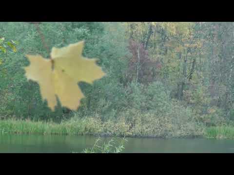 Видео: Гатчина & J  S  Bach