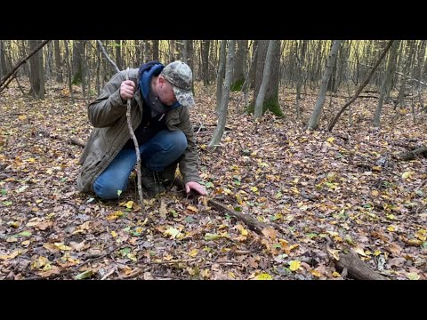 Видео: Фортова Грибалка! Так буває Рідко!! Одне місце скільки грибів..білі гриби! Гриби ростуть далі 
