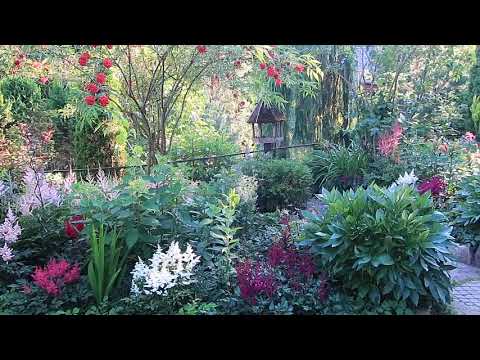 Видео: ОБЗОР САДА- ЗОНА АСТИЛЬБ  -2023г