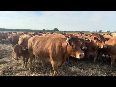 Видео: Порода лімузин  | Private Milk | Михайло Травецький | Велесова ферма